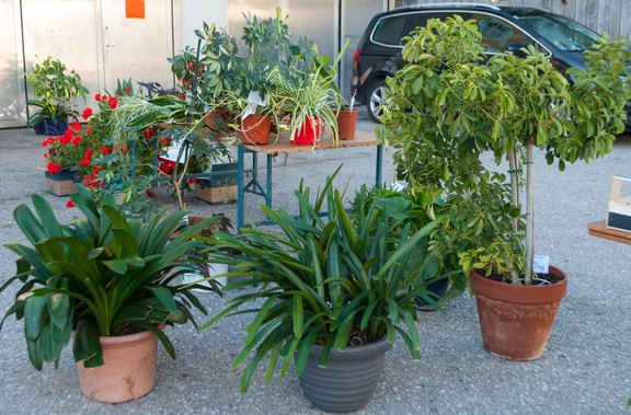 Herbst-Planzenflohmarkt_OÖVP_Frauen_2021_4.JPG  